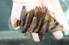 画像1: 【淡水魚】【通販】大特価 パーフェクトバンド No4 ダトニオプラスワン ボルネオ産 ワイルド【個体販売】(±11cm)(生体)(熱帯魚)NKO (1)