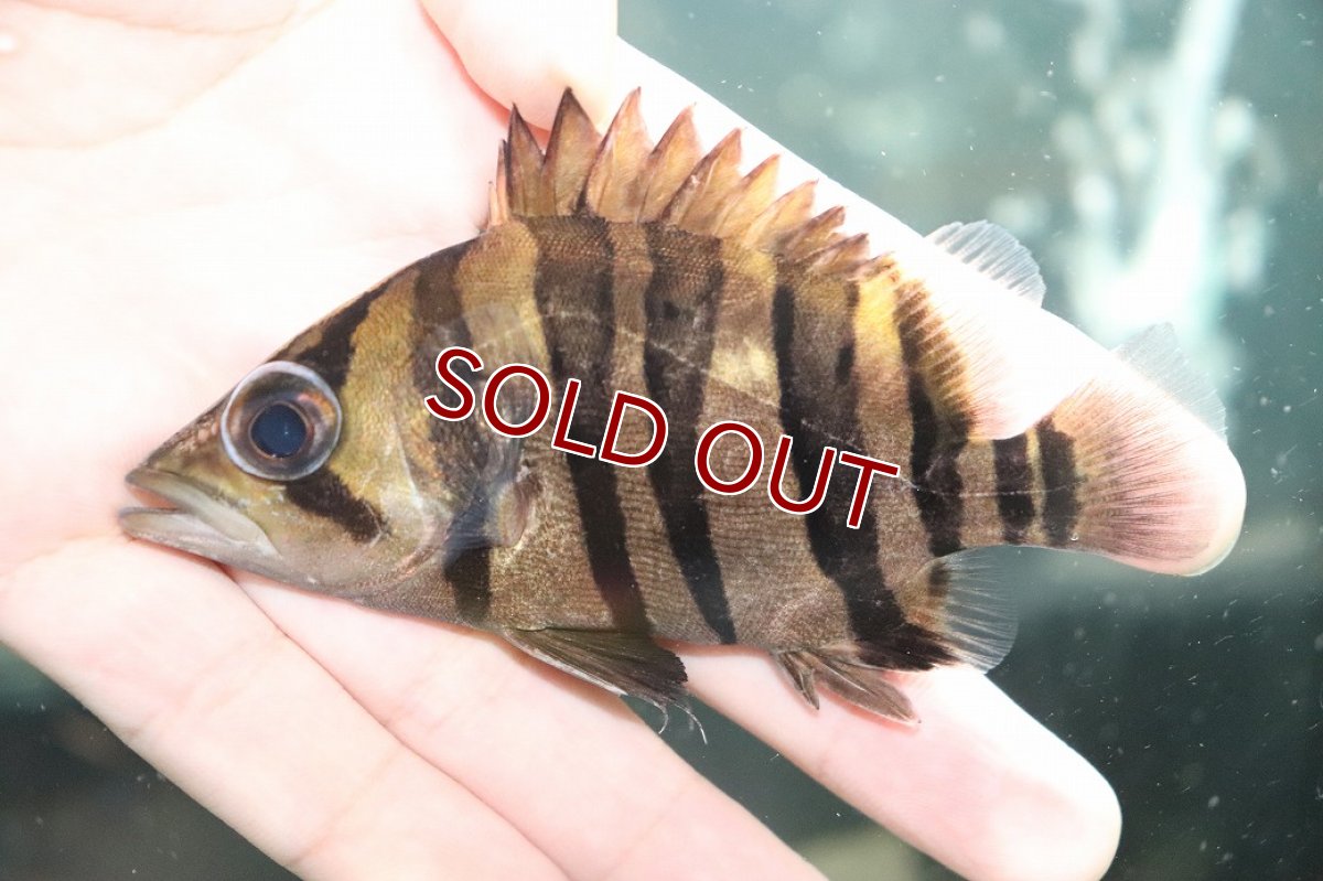 画像2: 【淡水魚】【通販】大特価 パーフェクトバンド No4 ダトニオプラスワン ボルネオ産 ワイルド【個体販売】(±11cm)(生体)(熱帯魚)NKO (2)