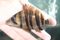 画像2: 【淡水魚】【通販】大特価 パーフェクトバンド No4 ダトニオプラスワン ボルネオ産 ワイルド【個体販売】(±11cm)(生体)(熱帯魚)NKO (2)