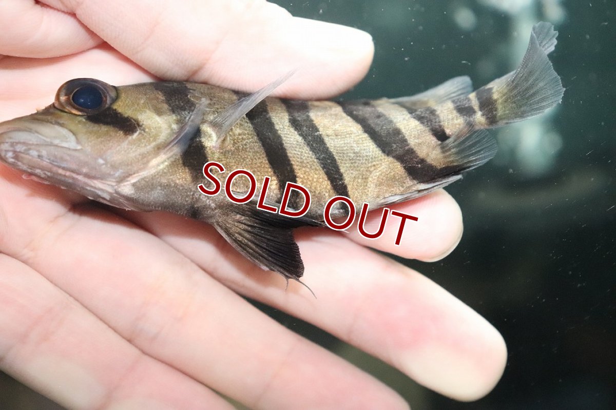 画像3: 【淡水魚】【通販】大特価 パーフェクトバンド No4 ダトニオプラスワン ボルネオ産 ワイルド【個体販売】(±11cm)(生体)(熱帯魚)NKO (3)