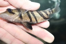 画像3: 【淡水魚】【通販】大特価 パーフェクトバンド No4 ダトニオプラスワン ボルネオ産 ワイルド【個体販売】(±11cm)(生体)(熱帯魚)NKO (3)