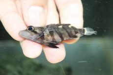 画像3: 【淡水魚】【通販】No2 セミショートボディ スマトラタイガーダトニオ スマトラ産 ワイルド【個体販売】(±6cm)(生体)(熱帯魚)NKO (3)