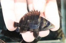 画像1: 【淡水魚】【通販】No1 パーフェクトバンド スマトラタイガーダトニオ スマトラ産 ワイルド【個体販売】(±6cm)(生体)(熱帯魚)NKO (1)