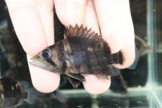 画像2: 【淡水魚】【通販】No1 パーフェクトバンド スマトラタイガーダトニオ スマトラ産 ワイルド【個体販売】(±6cm)(生体)(熱帯魚)NKO (2)