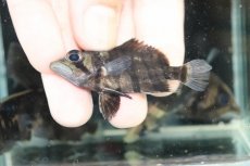 画像3: 【淡水魚】【通販】No1 パーフェクトバンド スマトラタイガーダトニオ スマトラ産 ワイルド【個体販売】(±6cm)(生体)(熱帯魚)NKO (3)