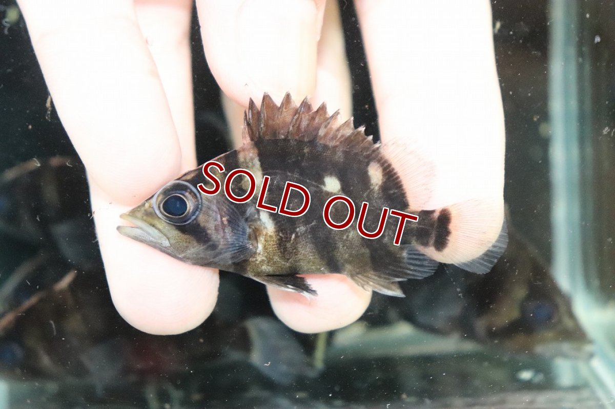 画像2: 【淡水魚】【通販】No2 パーフェクトバンド スマトラタイガーダトニオ スマトラ産 ワイルド【個体販売】(±6cm)(生体)(熱帯魚)NKO (2)