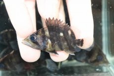 画像2: 【淡水魚】【通販】No2 パーフェクトバンド スマトラタイガーダトニオ スマトラ産 ワイルド【個体販売】(±6cm)(生体)(熱帯魚)NKO (2)