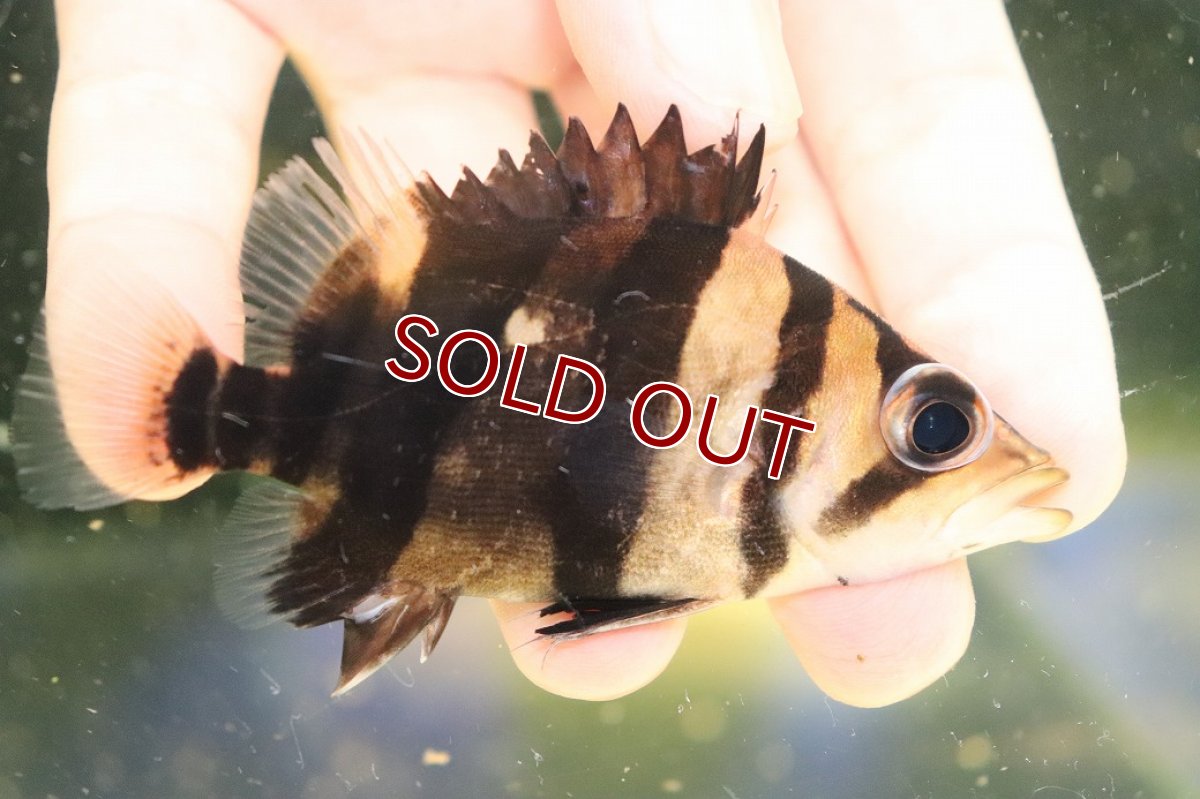 画像1: 【30％OFF対象】【淡水魚】【通販】大特価 パーフェクトバンド No5 ダトニオプラスワン ボルネオ産 ワイルド【個体販売】(±12cm)(生体)(熱帯魚)NKO (1)