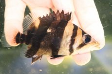 画像1: 【30％OFF対象】【淡水魚】【通販】大特価 パーフェクトバンド No5 ダトニオプラスワン ボルネオ産 ワイルド【個体販売】(±12cm)(生体)(熱帯魚)NKO (1)