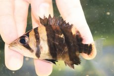 画像2: 【30％OFF対象】【淡水魚】【通販】大特価 パーフェクトバンド No5 ダトニオプラスワン ボルネオ産 ワイルド【個体販売】(±12cm)(生体)(熱帯魚)NKO (2)