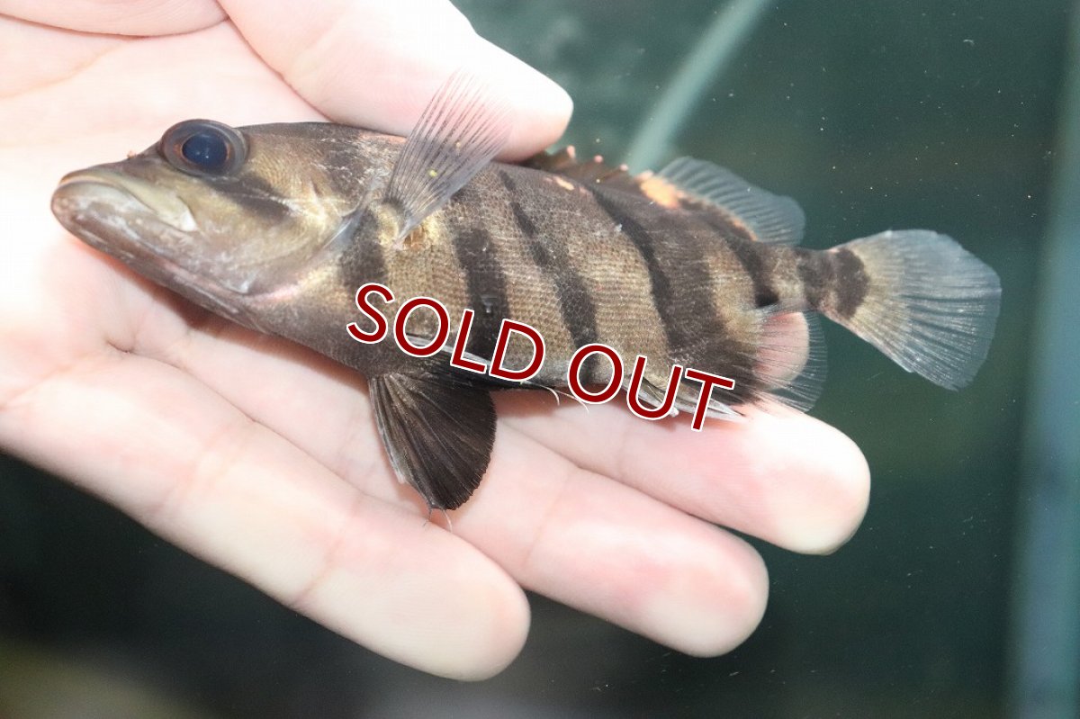 画像3: 【30％OFF対象】【淡水魚】【通販】大特価 パーフェクトバンド No5 ダトニオプラスワン ボルネオ産 ワイルド【個体販売】(±12cm)(生体)(熱帯魚)NKO (3)