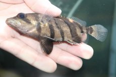 画像3: 【30％OFF対象】【淡水魚】【通販】大特価 パーフェクトバンド No5 ダトニオプラスワン ボルネオ産 ワイルド【個体販売】(±12cm)(生体)(熱帯魚)NKO (3)