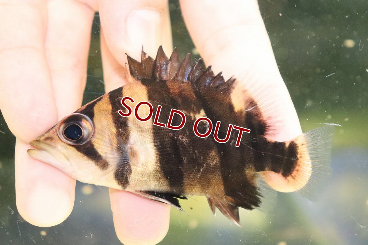 画像2: 【淡水魚】【通販】極上個体 １匹のみ ダトニオリアルバンド ワイルド【個体販売】(±9cm)(大型魚)(生体)(熱帯魚)NKO (2)