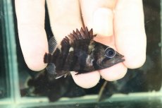 画像1: 【淡水魚】【通販】No1 セミショートボディ スマトラタイガーダトニオ スマトラ産 ワイルド【個体販売】(±5cm)大型魚(生体)(熱帯魚)NKO (1)