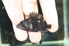画像2: 【淡水魚】【通販】No1 セミショートボディ スマトラタイガーダトニオ スマトラ産 ワイルド【個体販売】(±5cm)大型魚(生体)(熱帯魚)NKO (2)