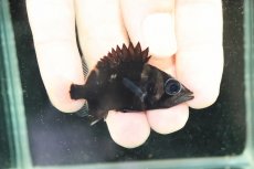 画像1: 【淡水魚】【通販】No2 セミショートボディ スマトラタイガーダトニオ スマトラ産 ワイルド【個体販売】(±5cm)大型魚(生体)(熱帯魚)NKO (1)