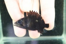画像2: 【淡水魚】【通販】No2 セミショートボディ スマトラタイガーダトニオ スマトラ産 ワイルド【個体販売】(±5cm)大型魚(生体)(熱帯魚)NKO (2)