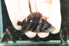 画像1: 【ボーナスセール 30%OFFクーポン対応】【淡水魚】【通販】No1 パーフェクトバンド スマトラタイガーダトニオ スマトラ産 ワイルド【個体販売】(±6cm)大型魚(生体)(熱帯魚)NKO (1)