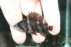 画像2: 【ボーナスセール 30%OFFクーポン対応】【淡水魚】【通販】No1 パーフェクトバンド スマトラタイガーダトニオ スマトラ産 ワイルド【個体販売】(±6cm)大型魚(生体)(熱帯魚)NKO (2)