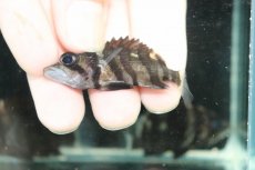 画像3: 【ボーナスセール 30%OFFクーポン対応】【淡水魚】【通販】No1 パーフェクトバンド スマトラタイガーダトニオ スマトラ産 ワイルド【個体販売】(±6cm)大型魚(生体)(熱帯魚)NKO (3)