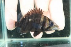 画像1: 【ボーナスセール 30%OFFクーポン対応】【淡水魚】【通販】No2 パーフェクトバンド スマトラタイガーダトニオ スマトラ産 ワイルド【個体販売】(±6cm)大型魚(生体)(熱帯魚)NKO (1)