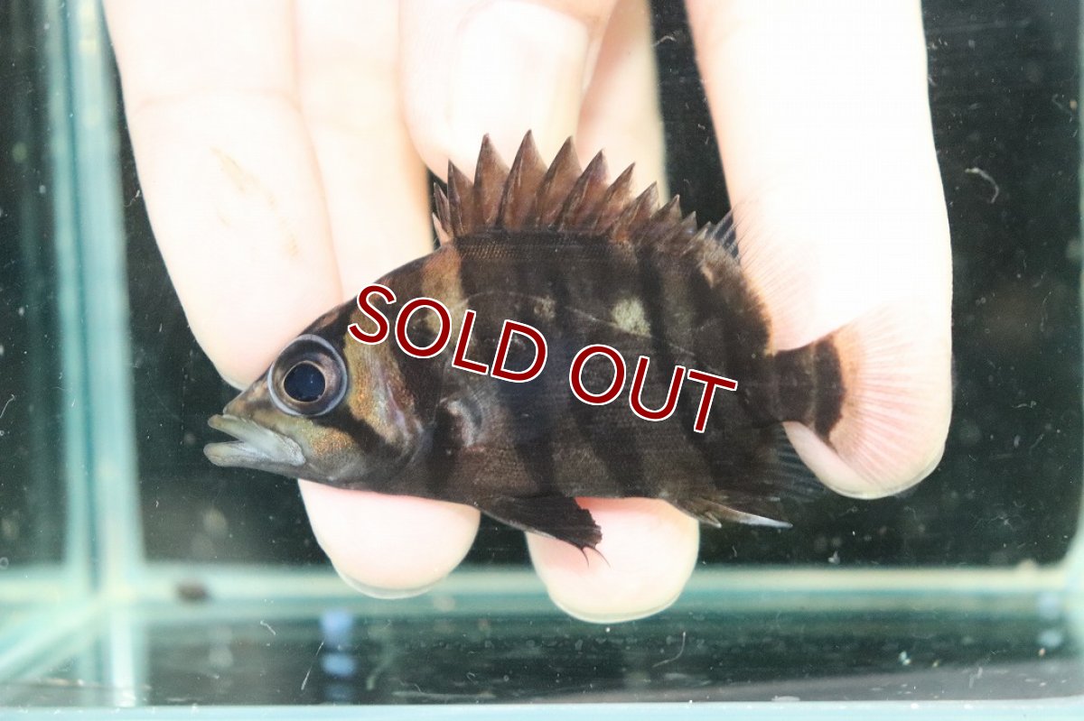 画像2: 【淡水魚】【通販】No2 パーフェクトバンド スマトラタイガーダトニオ スマトラ産 ワイルド【個体販売】(±6cm)大型魚(生体)(熱帯魚)NKO (2)