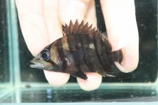 画像2: 【ボーナスセール 30%OFFクーポン対応】【淡水魚】【通販】No2 パーフェクトバンド スマトラタイガーダトニオ スマトラ産 ワイルド【個体販売】(±6cm)大型魚(生体)(熱帯魚)NKO (2)