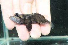画像3: 【ボーナスセール 30%OFFクーポン対応】【淡水魚】【通販】No2 パーフェクトバンド スマトラタイガーダトニオ スマトラ産 ワイルド【個体販売】(±6cm)大型魚(生体)(熱帯魚)NKO (3)