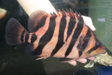 画像1: 【通販 淡水魚】爆安 ビッグサイズ ダトニオプラスワン【個体販売】(±26cm)(大型魚)(生体)(熱帯魚)NKO (1)