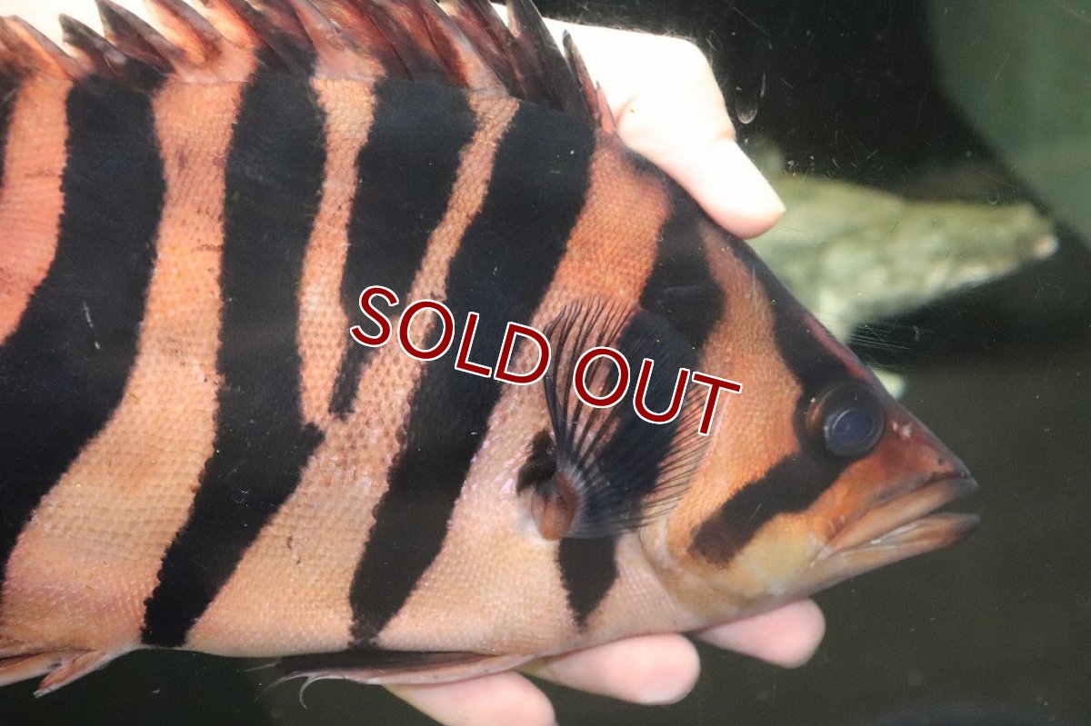 画像2: 【通販 淡水魚】爆安 ビッグサイズ ダトニオプラスワン【個体販売】(±26cm)(大型魚)(生体)(熱帯魚)NKO (2)