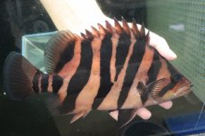 画像4: 【通販 淡水魚】爆安 ビッグサイズ ダトニオプラスワン【個体販売】(±26cm)(大型魚)(生体)(熱帯魚)NKO (4)