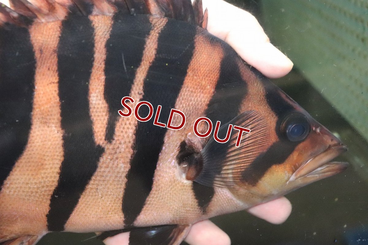 画像5: 【通販 淡水魚】爆安 ビッグサイズ ダトニオプラスワン【個体販売】(±26cm)(大型魚)(生体)(熱帯魚)NKO (5)