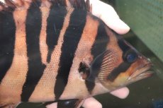 画像5: 【通販 淡水魚】爆安 ビッグサイズ ダトニオプラスワン【個体販売】(±26cm)(大型魚)(生体)(熱帯魚)NKO (5)