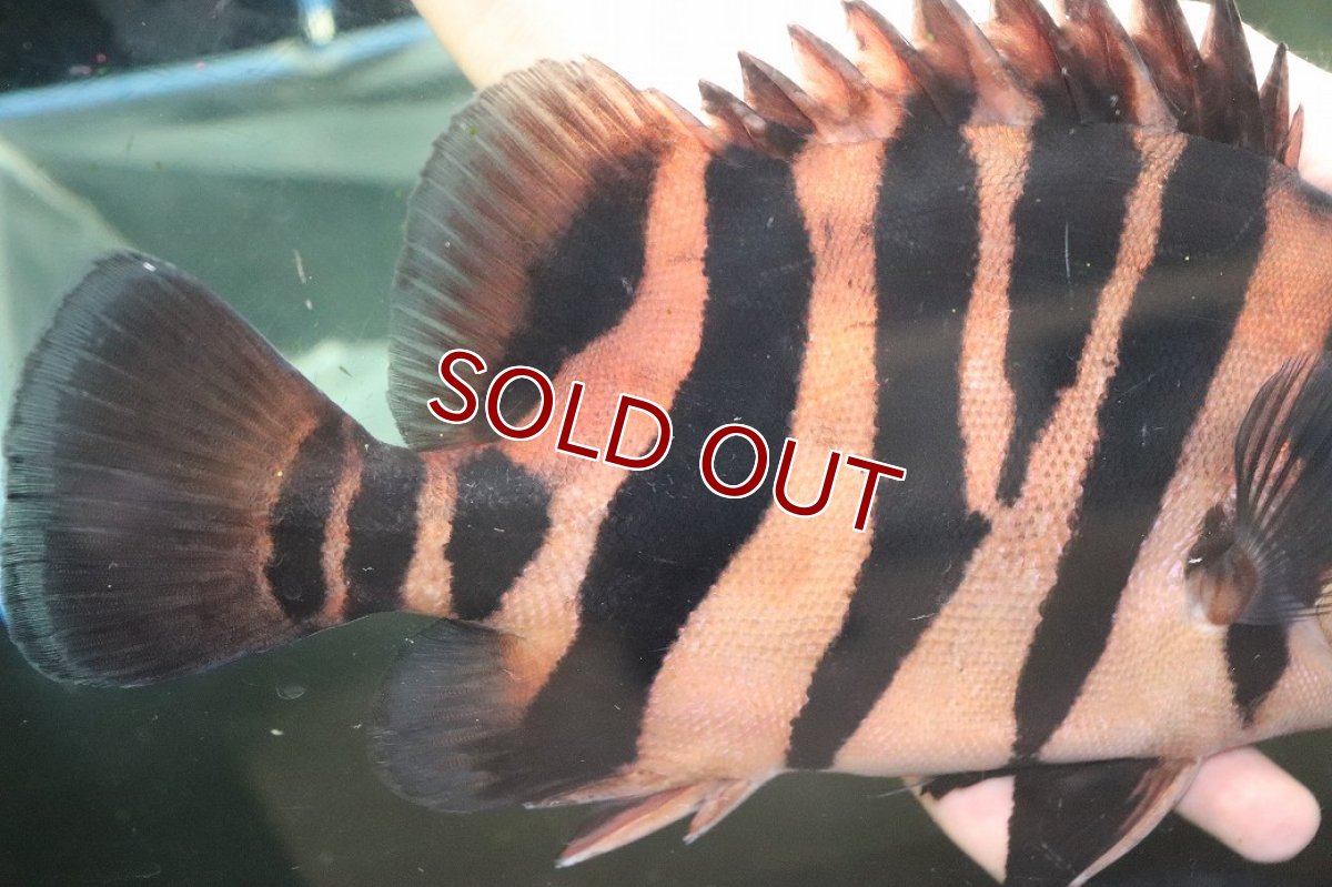 画像6: 【通販 淡水魚】爆安 ビッグサイズ ダトニオプラスワン【個体販売】(±26cm)(大型魚)(生体)(熱帯魚)NKO (6)