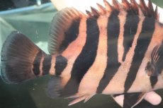 画像6: 【通販 淡水魚】爆安 ビッグサイズ ダトニオプラスワン【個体販売】(±26cm)(大型魚)(生体)(熱帯魚)NKO (6)