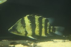 画像1: 【通販 淡水魚】真っ黄色 大きめ ニューギニアダトニオ ワイルド【個体販売】(±17cm)(大型魚)(生体)(熱帯魚)NKO (1)