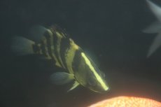 画像2: 【通販 淡水魚】真っ黄色 大きめ ニューギニアダトニオ ワイルド【個体販売】(±17cm)(大型魚)(生体)(熱帯魚)NKO (2)