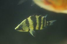 画像3: 【通販 淡水魚】真っ黄色 大きめ ニューギニアダトニオ ワイルド【個体販売】(±17cm)(大型魚)(生体)(熱帯魚)NKO (3)