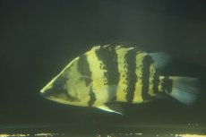 画像4: 【通販 淡水魚】真っ黄色 大きめ ニューギニアダトニオ ワイルド【個体販売】(±17cm)(大型魚)(生体)(熱帯魚)NKO (4)
