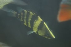 画像5: 【通販 淡水魚】真っ黄色 大きめ ニューギニアダトニオ ワイルド【個体販売】(±17cm)(大型魚)(生体)(熱帯魚)NKO (5)