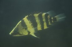 画像6: 【通販 淡水魚】真っ黄色 大きめ ニューギニアダトニオ ワイルド【個体販売】(±17cm)(大型魚)(生体)(熱帯魚)NKO (6)