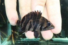 画像1: 【通販 淡水魚】No1 変わりバンド スマトラタイガーダトニオ ワイルド【個体販売】(±6cm)(大型魚)(生体)(熱帯魚)NKO (1)