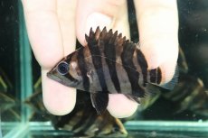 画像2: 【通販 淡水魚】No1 変わりバンド スマトラタイガーダトニオ ワイルド【個体販売】(±6cm)(大型魚)(生体)(熱帯魚)NKO (2)