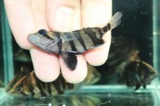 画像3: 【通販 淡水魚】No1 変わりバンド スマトラタイガーダトニオ ワイルド【個体販売】(±6cm)(大型魚)(生体)(熱帯魚)NKO (3)
