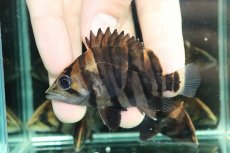 画像1: 【通販 淡水魚】No2 変わりバンド スマトラタイガーダトニオ ワイルド【個体販売】(±7cm)(大型魚)(生体)(熱帯魚)NKO (1)