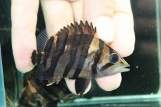 画像2: 【通販 淡水魚】No2 変わりバンド スマトラタイガーダトニオ ワイルド【個体販売】(±7cm)(大型魚)(生体)(熱帯魚)NKO (2)