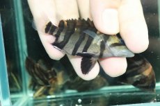 画像3: 【通販 淡水魚】No2 変わりバンド スマトラタイガーダトニオ ワイルド【個体販売】(±7cm)(大型魚)(生体)(熱帯魚)NKO (3)