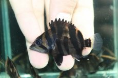 画像1: 【通販 淡水魚】No3 変わりバンド スマトラタイガーダトニオ ワイルド【個体販売】(±6cm)(大型魚)(生体)(熱帯魚)NKO (1)