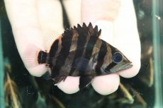 画像2: 【通販 淡水魚】No3 変わりバンド スマトラタイガーダトニオ ワイルド【個体販売】(±6cm)(大型魚)(生体)(熱帯魚)NKO (2)