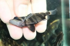 画像3: 【通販 淡水魚】No3 変わりバンド スマトラタイガーダトニオ ワイルド【個体販売】(±6cm)(大型魚)(生体)(熱帯魚)NKO (3)